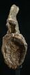 Diplodocus Caudal Vertebra - Dana Quarry #10153-5